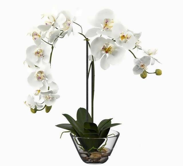 Phalaenopsis Silk White Orchid in Glass Vase