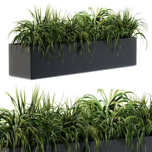 Ranch Grass plants in box