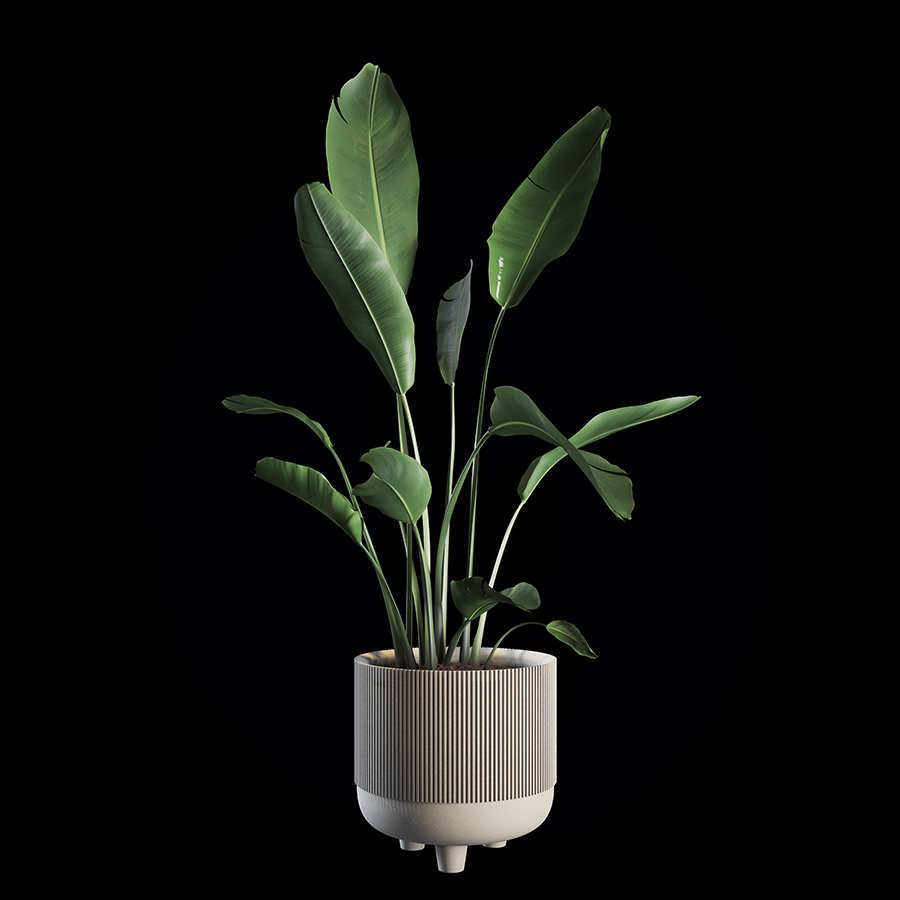 3dsky pro Indoor Plants Set 04 3D Model