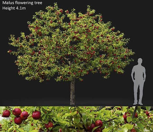 3dsky pro Malus Fruit Tree 02 3D Model