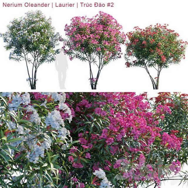 3dsky pro Nerium Oleander Laurier 3D Model