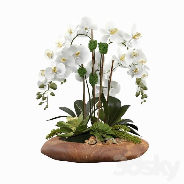 3dsky pro Phalaenopsis Silk Orchids 3D Model
