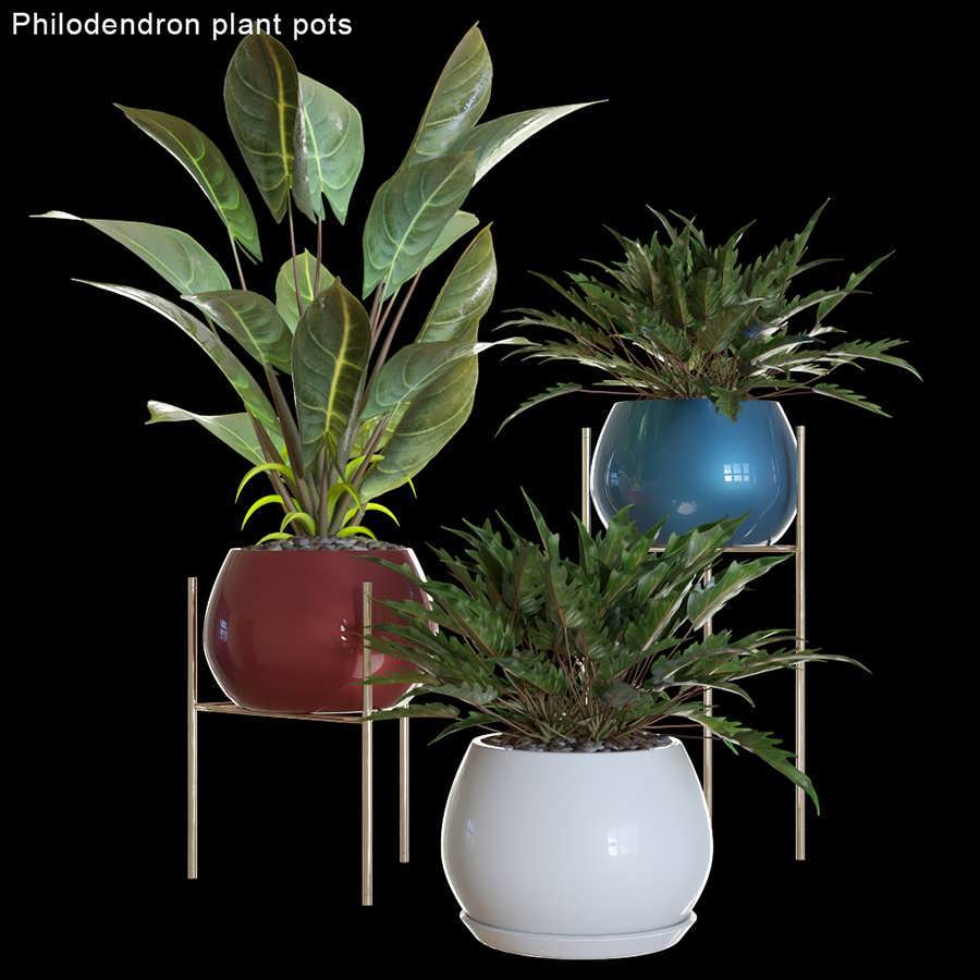 3dsky pro Philodendron Plant Pots 2 3D Model