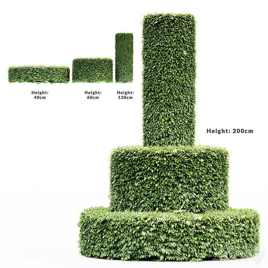 3dsky pro Dwarf Yaupon Holly-Cylinder tree collection 3D Model