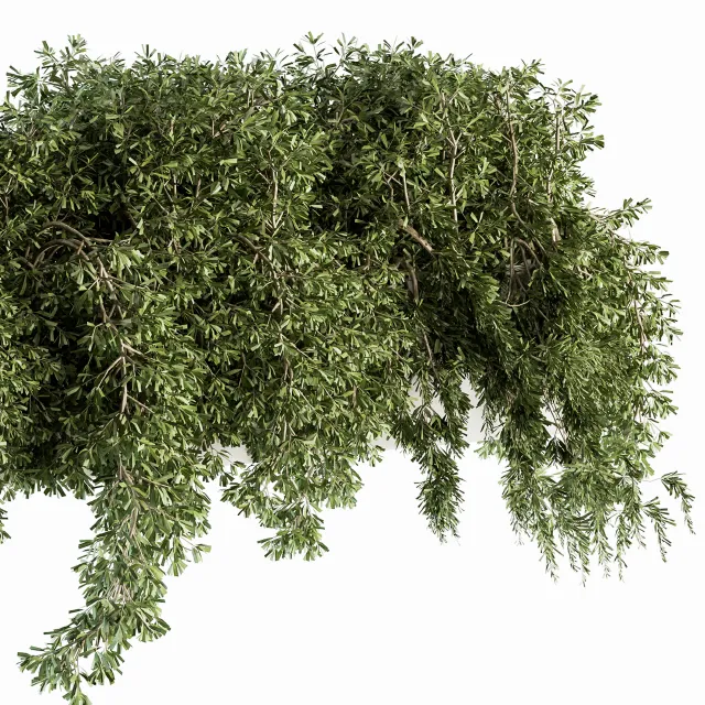 ست گیاهان پیچک در باکس برای فضای باز؛ مناسب طراحی ویلا و تراس با رندر طبیعی.
