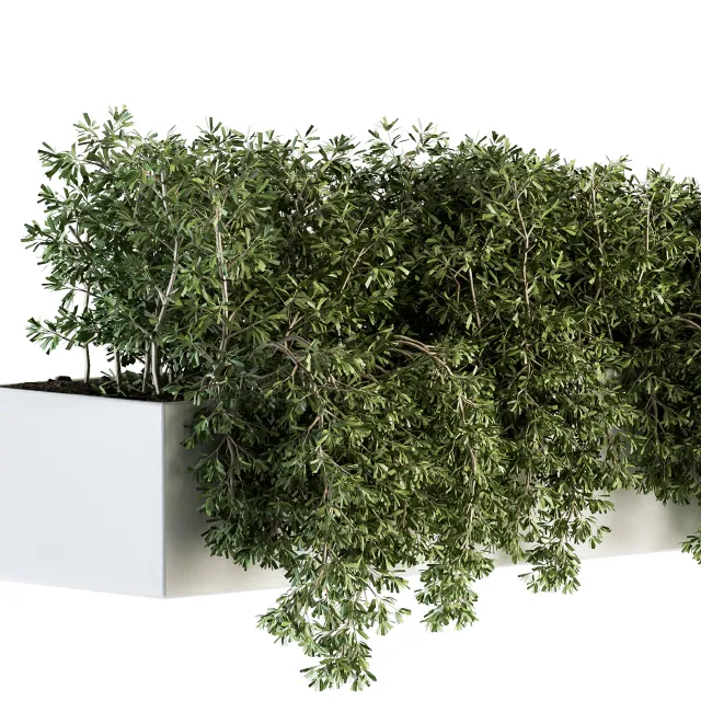 ست گیاهان پیچک در باکس برای فضای باز؛ مناسب طراحی ویلا و تراس با رندر طبیعی.