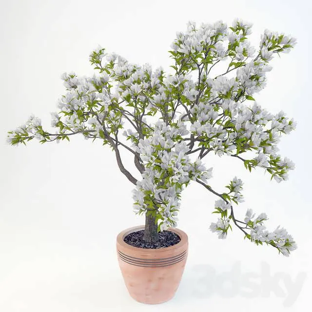 3dSky Magnolia Soulangeana 3D Object