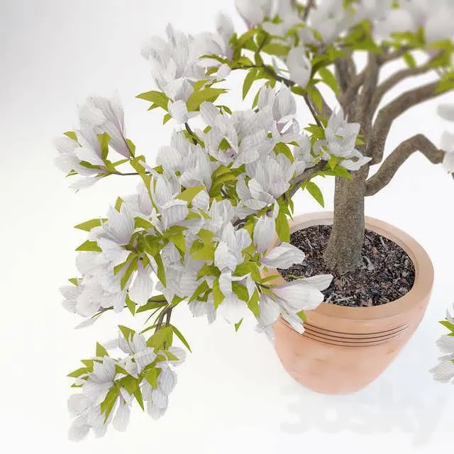 درختچه مگنولیا سه بعدی برای طراحی فضای سبز