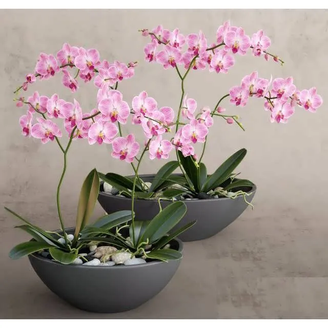 3dSky Orchid Pink 3D Object