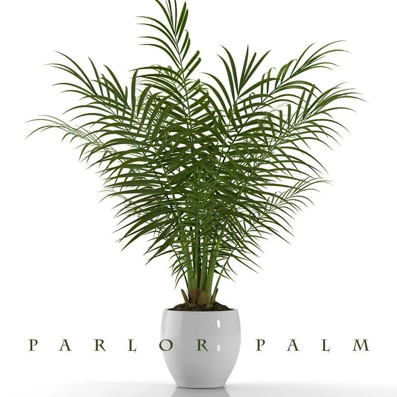 3dSky Parlor Palm_Plants 23 3D Object