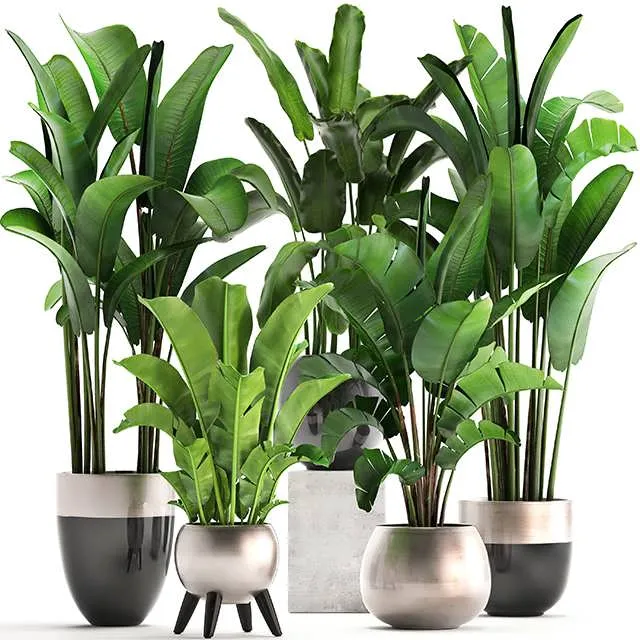 3dSky Plant Collection 308 3D Object
