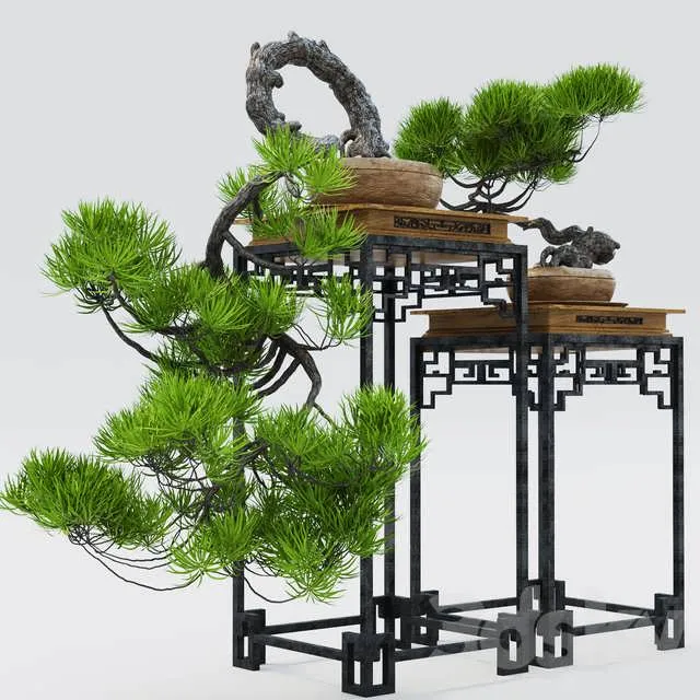 3dSky Semi Bonsai 3D Object