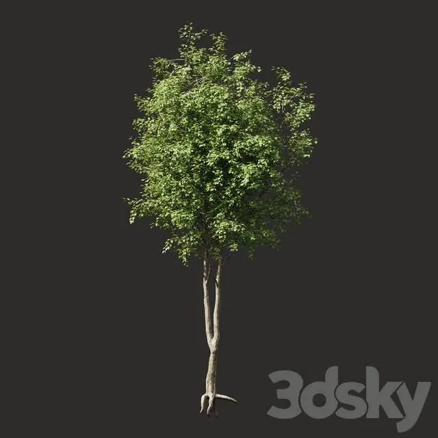 3dSky Summer Tree 2 3D Object