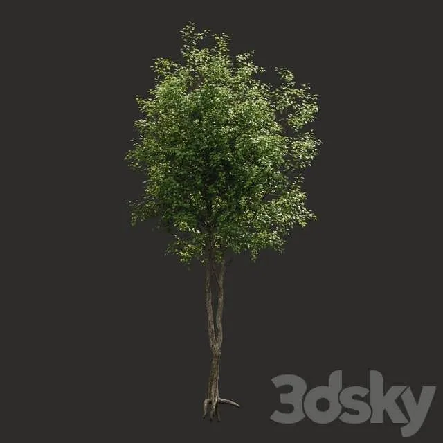 درخت تابستانی سه بعدی شماره 2 برای طراحی فضای سبز و محوطه‌سازی