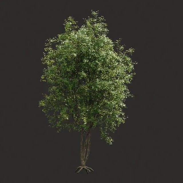 3dSky Summer Tree 03 3D Object