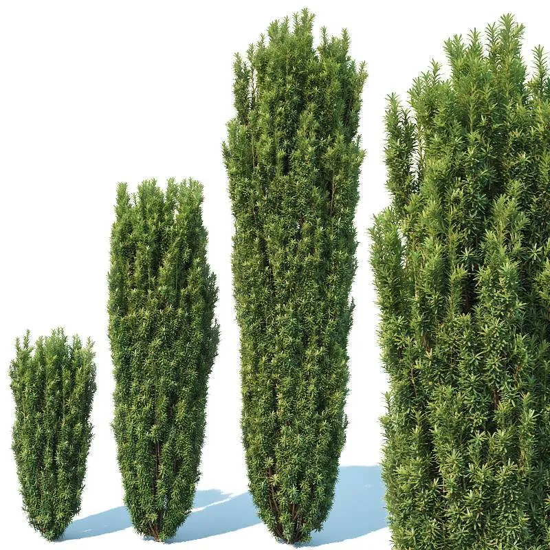 3dSky Taxus Baccata # 1 Fastigiata Robusta V2 3D Object